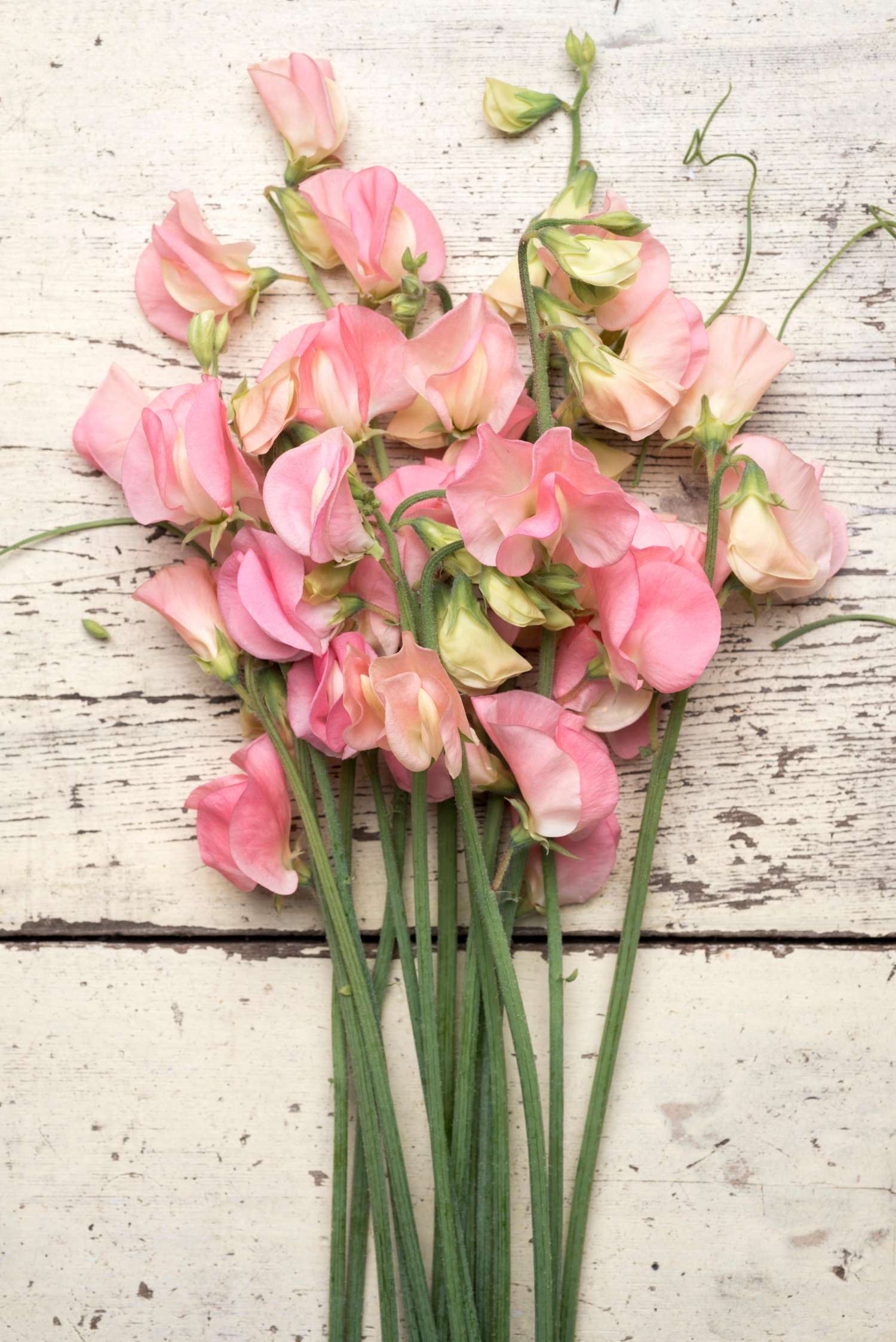 Pronkerwt 'Spring Sunshine Peach' (zaden)